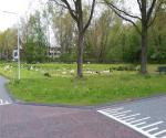 wadis en schapen